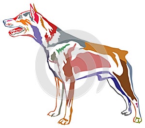 Colorful decorative standing portrait of dog Miniature Pinscher