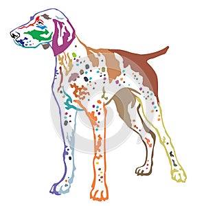 Colorful decorative standing portrait of German Shorthaired Pointer vector illustration
