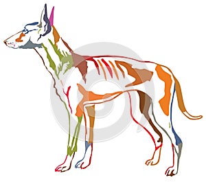 Colorful decorative standing portrait of Podenco Ibicenco dog vector illustration photo