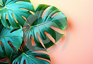 Colorful, delicate and minimalist background with monstera leaves. Free space for text