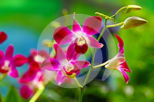 Colorful and delicate pink orchids in tropical garden