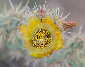 Colorful Desert Flowers