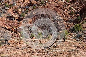 Colorful desert landscape of an eroded mountainside with colorful layers above dead trees with bare branches