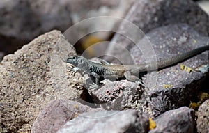 Colorful desert lizard reseting on some rocks