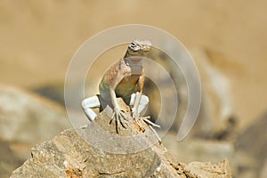 Colorful desert lizard sunbathing on a rock at Big Bend National Park in Brewster County, YX.