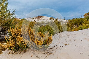 Colorful Desert Plants in the Amazing Surreal White Sands of New Mexico