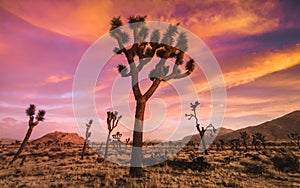 Colorful Desert Sunset In High Elevation Joshua Tree National Park