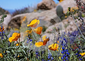 Colorful Desert wildflowers Near Phoenix Arizona photo