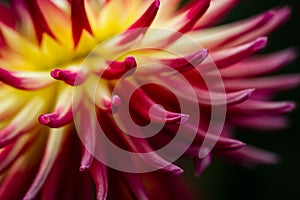 colorful detail of a cactus dahlia flower in red and yellow