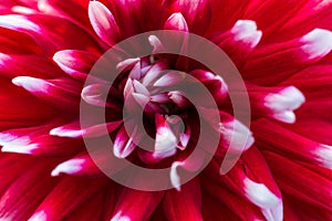 colorful detail of a dahlia blossom flower in red and white