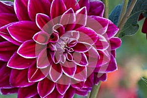 colorful detail of a dahlia blossom flower in violet with white edge