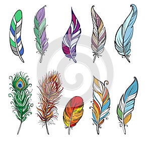 Colorful detailed bird feathers