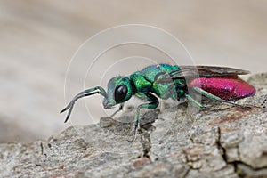 Colorful detailed closeup on a large juwel wasp, Chrysura refulgens, a parasite on solitary bees