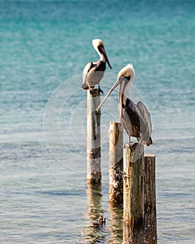 Colorful Detailed Pelicans Sitting on Pilings photo