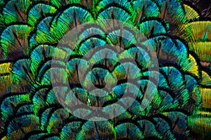 Colorful details of peacock plumage