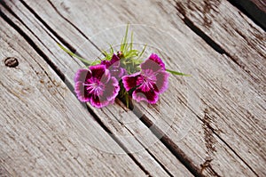 Flowerbed dianthus barbatus