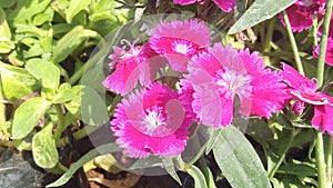 Colorful Dianthus Flower colorful blooming in the Garden caryophyaea