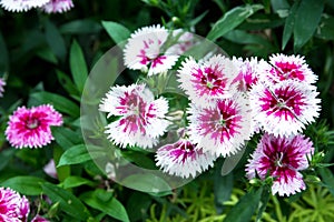 Colorful dianthus flower in the park Dianthus sp. CARYOPHYLLACEAE photo
