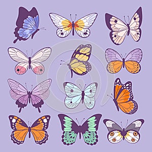 Colorful different summer colorfull butterfly wings vector top view illustration isolated on background.