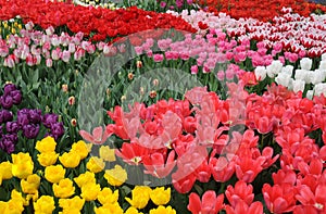 Colorful different tulips on a field in holland