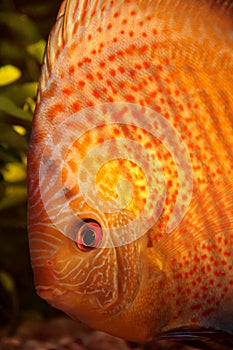 Colorful discus fish