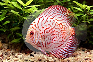 Colorful discus fish