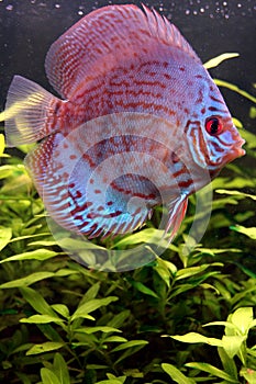 Colorful discus fish