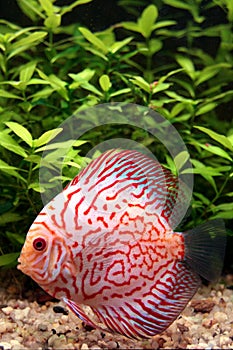 Colorful discus fish