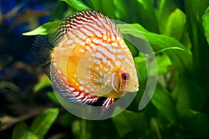 Colorful Discus fish