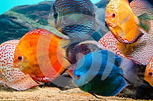 Colorful discus fish