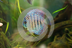 A colorful discus fish in aquarium