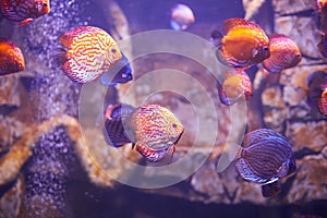 Colorful Discus fish in aquarium, tropical fish. Symphysodon discus from Amazon river.