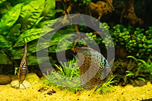 Colorful discus fish floating in the aquarium