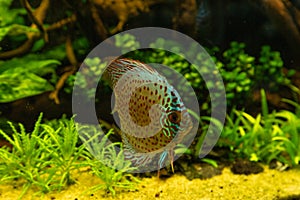 Colorful discus fish floating in the aquarium