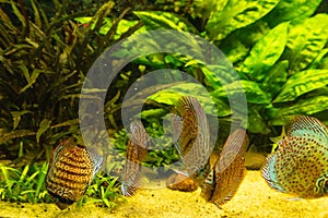 Colorful discus fish floating in the aquarium