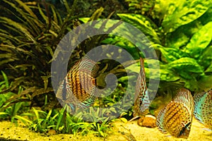 Colorful discus fish floating in the aquarium
