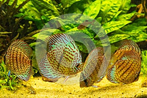 Colorful discus fish floating in the aquarium