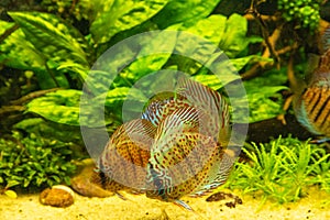 Colorful discus fish floating in the aquarium