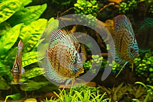 Colorful discus fish floating in the aquarium