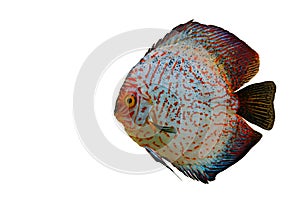 Colorful Discus Fish Isolated on White Background
