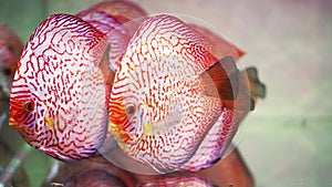 Colorful discus fish swim in the aquarium