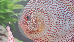 Colorful discus fish swim in the aquarium.