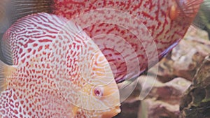 Colorful discus fish swim in the aquarium.