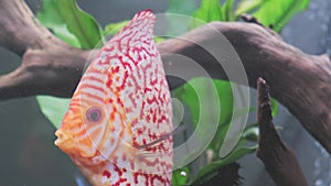 Colorful discus fish swim in the aquarium.