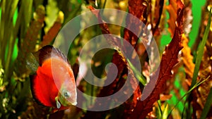 Colorful discus fish swim in the aquarium. View of discus fish swimming in planted aquarium. Tropical fishes.