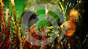 Colorful discus fish swim in the aquarium. View of discus fish swimming in planted aquarium. Tropical fishes.