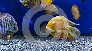 Colorful Discus Fish swimming in the aquarium