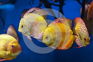 Colorful Discus Fish swimming in the aquarium