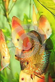 Colorful discus fishes