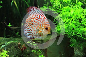 Colorful discus